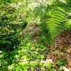Plants: image 105 Of 208 Thumb